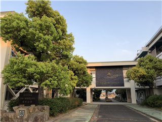クスノキ