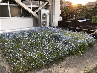 ネモフィラ
