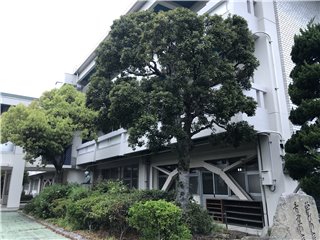 ヤマモモ