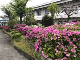 つつじ