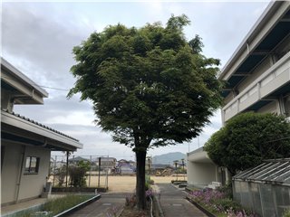 ケヤキ