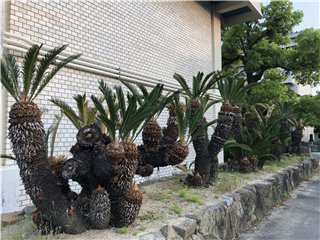 ソテツ