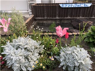 チューリップ