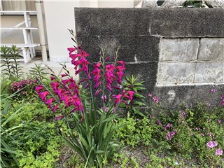 グラジオラス