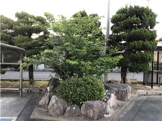 サクラ
