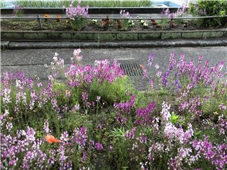 リナリア
