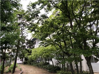 イロハモミジ