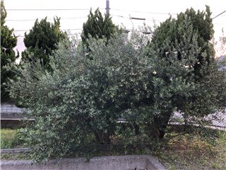 オリーブ