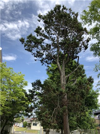 杉
