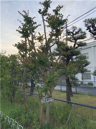 サルスベリ