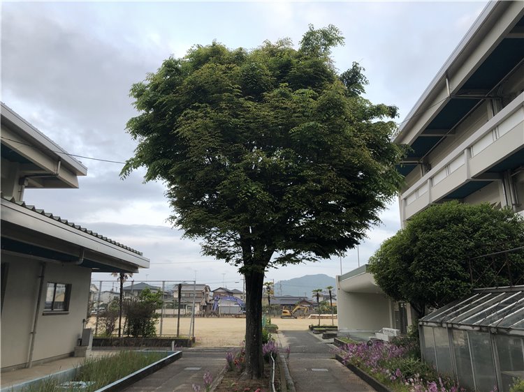 ケヤキの画像