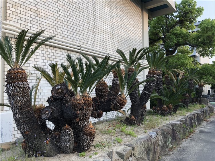 ソテツの画像