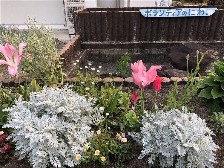 チューリップの画像