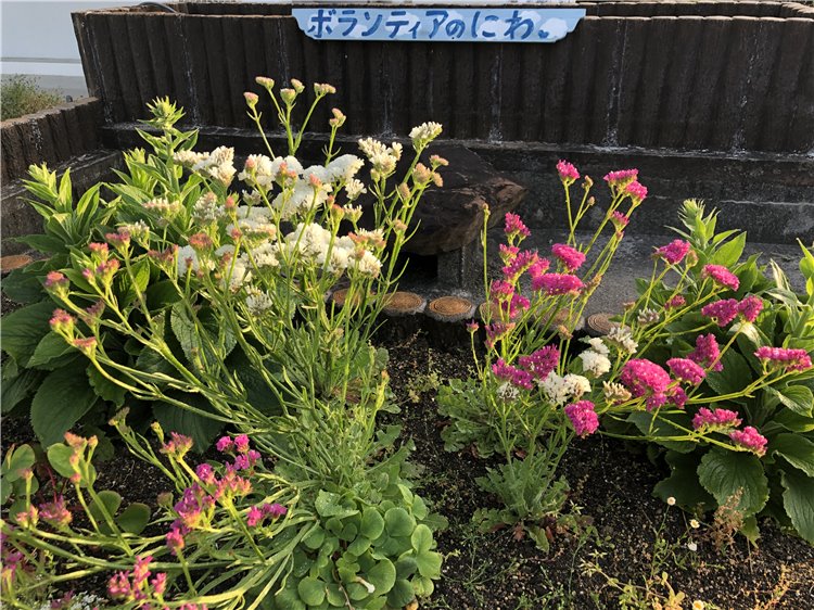 スターチスの画像