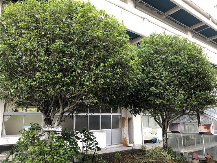 キンモクセイの画像