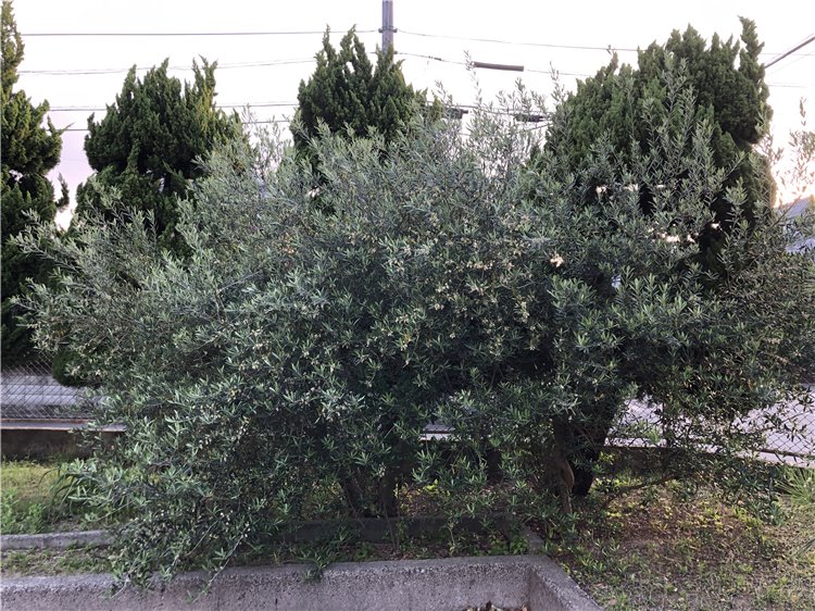 オリーブの画像