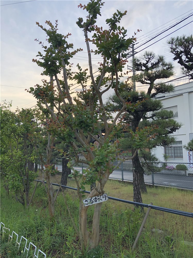 サルスベリの画像