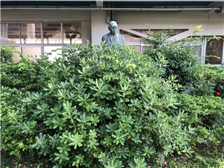トベラ