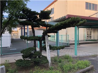 五葉松