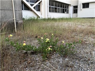 待宵草