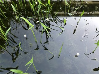 アナカリス