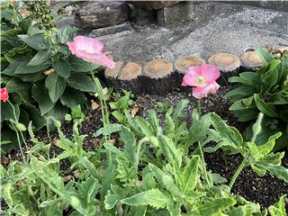 ポピー
