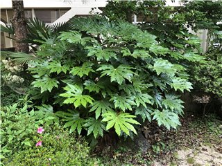 ヤツデ