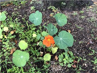 ナスタチウム