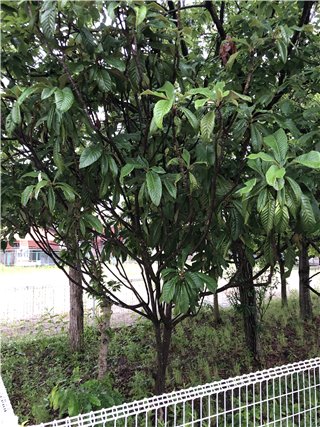 ビワ