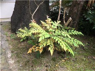 ヒイラギナンテン