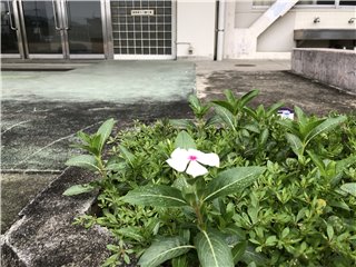 ニチニチソウ