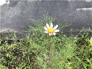 コスモス