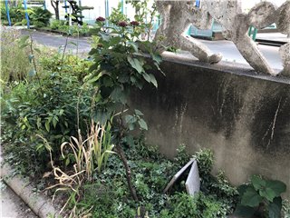 ボタンクサギ
