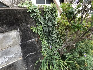 アイビー