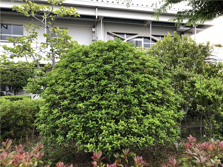 ヒイラギの画像