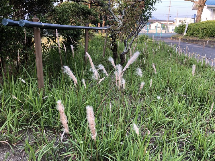 チガヤの画像