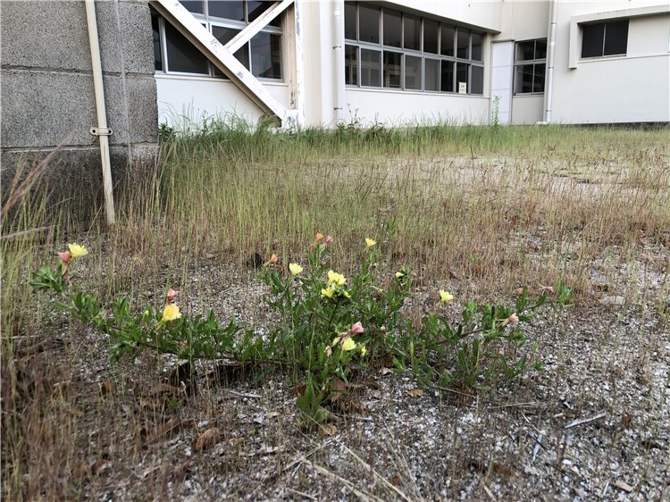 待宵草の画像