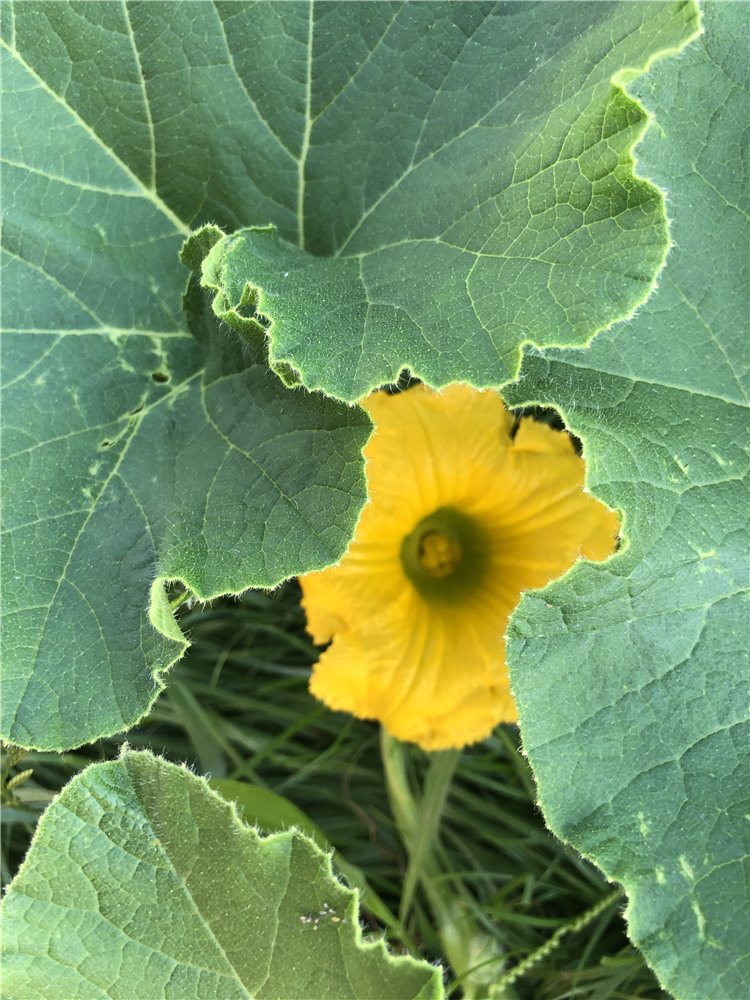 カボチャの画像
