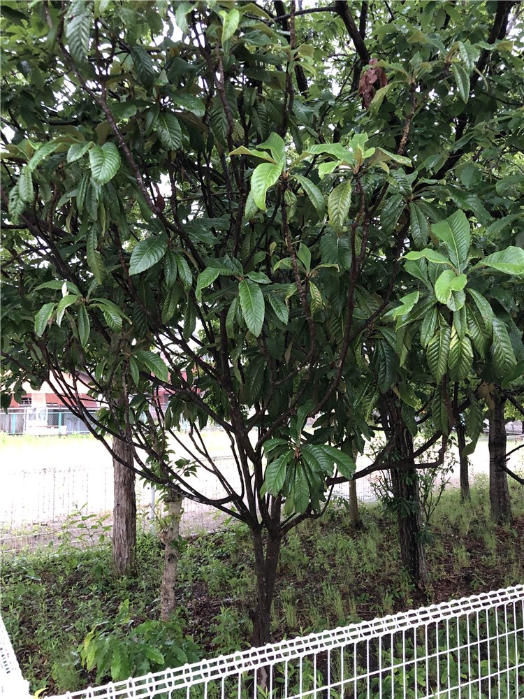 ビワの画像