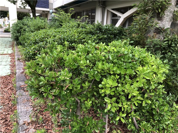 マサキの画像