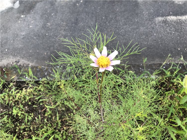 コスモスの画像