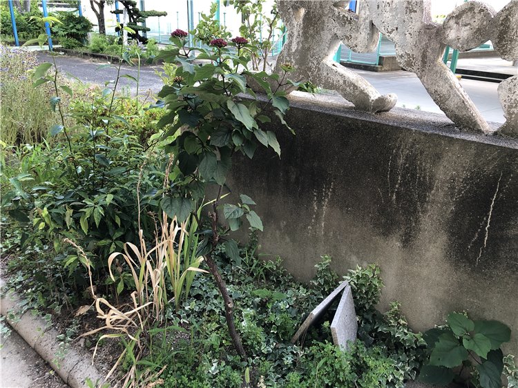 ボタンクサギの画像