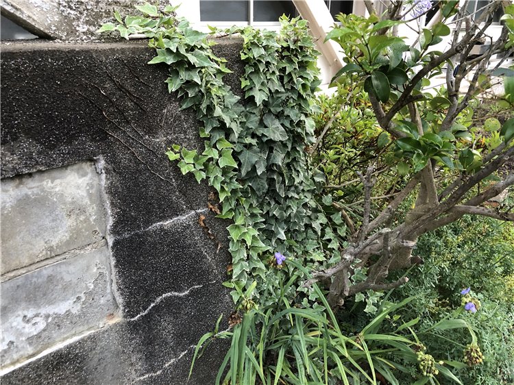 アイビーの画像
