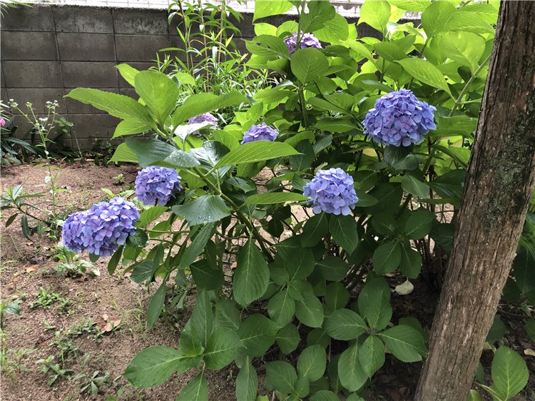 アジサイの画像