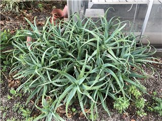 キダチアロエ