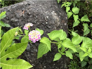 ランタナ