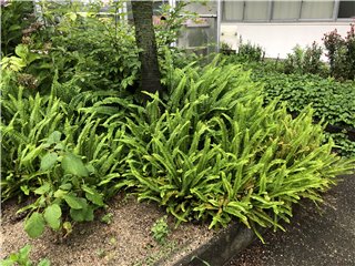 タマシダ