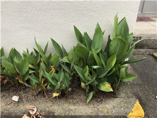 ダンドク