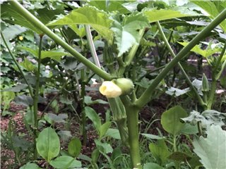 オクラ