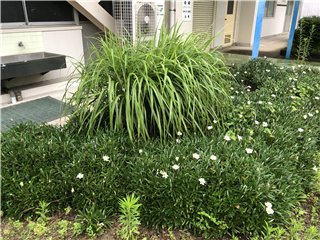 ススキ